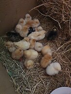 Dartmoor Reach Alpaca Farm