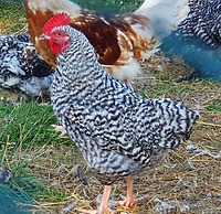 Dartmoor Reach Alpaca Farm
