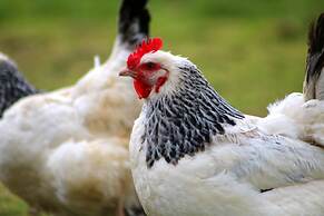 Dartmoor Reach Alpaca Farm