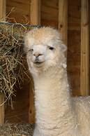 Dartmoor Reach Alpaca Farm