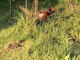 Cosy Escape Heated Luxury pod and hot tub