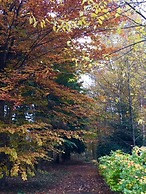 Hollicarrs - Newlands