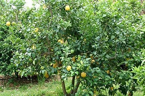 Casa Rural Pili Mallorca