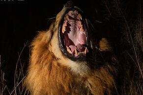 Leopard Sands, Kruger Park