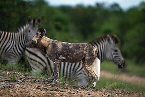 Leopard Sands, Kruger Park