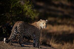 Leopard Sands, Kruger Park