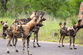 Leopard Sands, Kruger Park