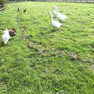 Impeccable Cottage Suitable for 2 Adults & 1 Child