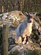 Cottage Dinorwig, get Away From it all