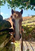 Cottage Dinorwig, get Away From it all