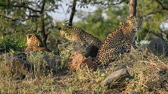 The Postcard Gir Wildlife Sanctuary