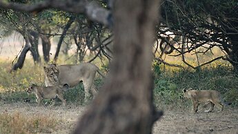 The Postcard Gir Wildlife Sanctuary