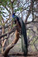 The Postcard Gir Wildlife Sanctuary