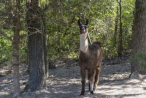 Llama House