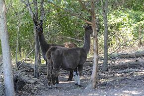 Llama House