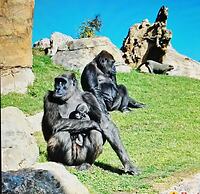 Duplex Near Center Wifi