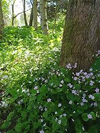 Foresterseat Glamping