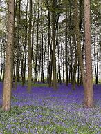 Hollicarrs - Dragonfly Lodge