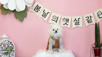 Namhae Dangdangi Dog Pension Blue