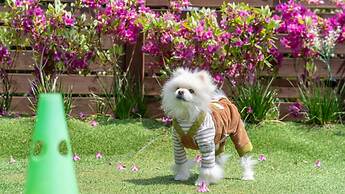 Namhae Dangdangi Dog Pension Blue