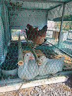 Gyeongju Tiger Pension