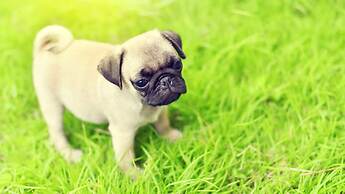 Gosung Christmas Pension