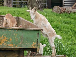 Packhorse Shepherds Hut