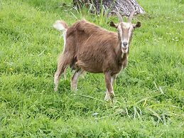 Packhorse Shepherds Hut