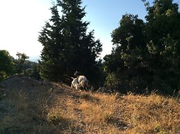 Chaihoutes stone House into Olive farm in Zia