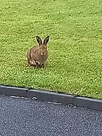 Country Cottage Apartment, Valentia Island, Kerry