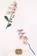 Studio Apartment With Balcony Near Beach Apartmani Orhideja