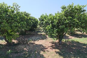 B b With Swimming Pool Tenuta Agrumi del Salento Triple Deluxe Citrus