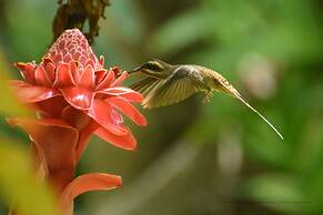 Esquinas Rainforest Lodge