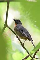 Esquinas Rainforest Lodge