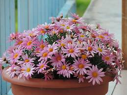 Il Girasole Bed and Breakfast