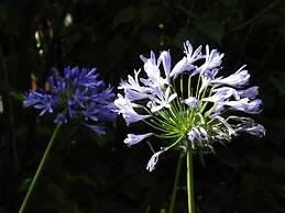 Recanto das Araucarias