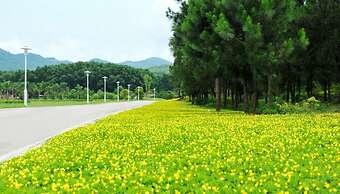 Flamingo Resort Dai Lai