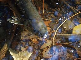 Birds of a Feather Victoria Oceanfront Studio Suites