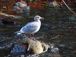 Birds of a Feather Victoria Oceanfront Studio Suites