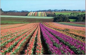 Boat Harbour Garden Cottages