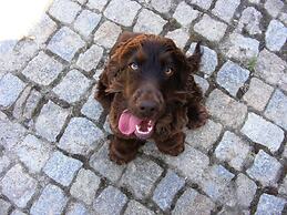 Solar Quinta da Portela