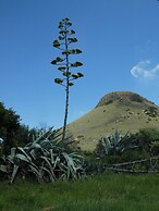 LIONSROCK Big Cat Sanctuary