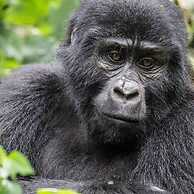 Gorilla Safari Lodge