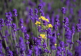 Furano Natulux Hotel