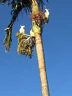 Coral Inn Boutique Resort