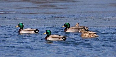 Killarney View House B&B