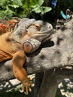 Orlowsky Discovery Candidasa Hotel