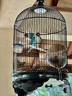 Orlowsky Discovery Candidasa Hotel