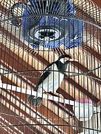 Orlowsky Discovery Candidasa Hotel