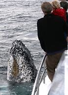 Paradise Bungalow Waterfront